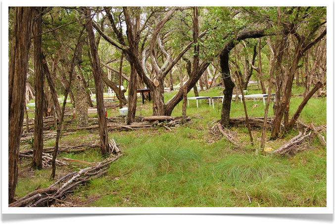 Austin Texas Arte Land